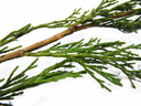 sadebaum (juniperus sabina), blätter an jungen trieben nadelförmig, später schuppenförmig, kreuzweise gegenständig || foto details: 2009-01-26, innsbruck, austria, Pentax W60. keywords: sefistrauch, genevrier sabine, sabina